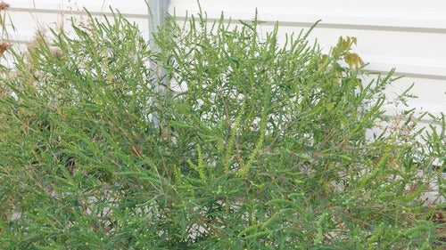 Artemisia — foto 4 di 11