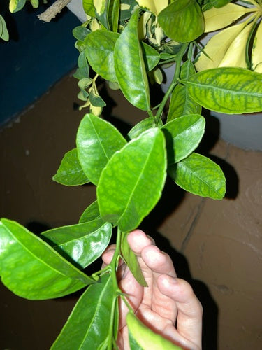 Bergamotto — Bild 5