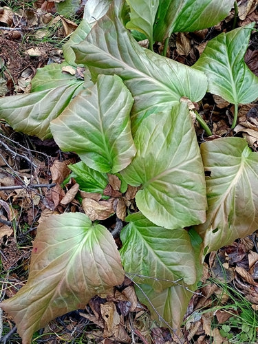 Bergenia — foto 2 di 40
