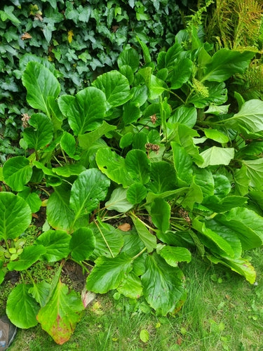 Bergenia — Bild 2