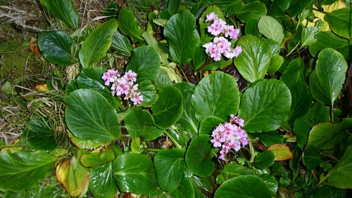 Bergenia — foto 1 di 40