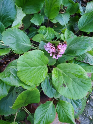 Bergenia — Bild 5