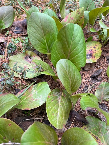 Bergenia — foto 5 di 40