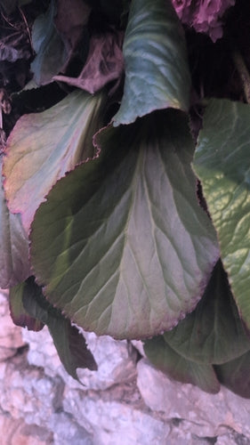 Bergenia — foto 4 di 40