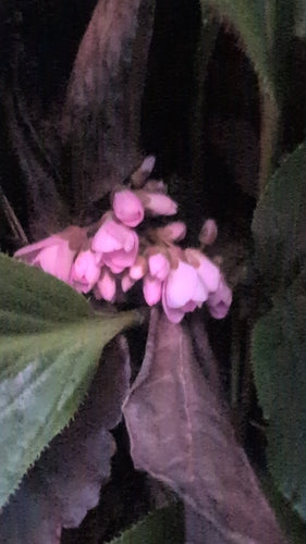 Bergenia — foto 3 di 40