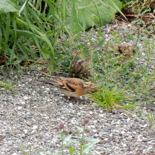 Peppola — Bild 2