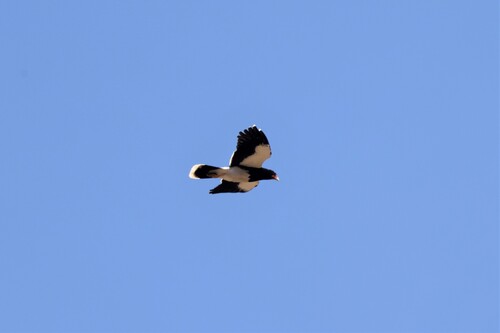 Caracara di montagna — foto 5 di 11