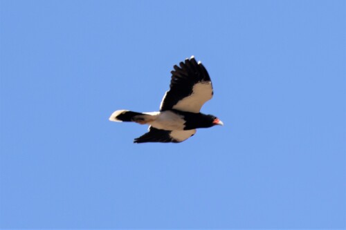 Caracara di montagna — foto 4 di 11