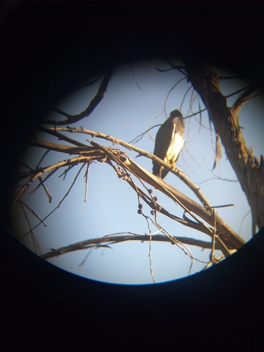 Caracara di montagna — Bild 5