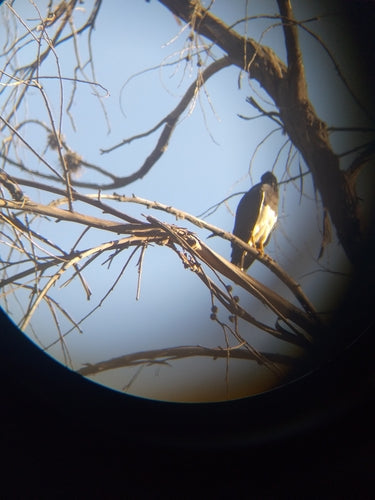 Caracara di montagna — Bild 4