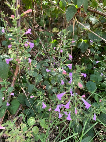 Menta di montagna — foto 5 di 50