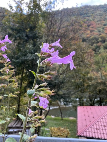 Menta di montagna — Bild 3