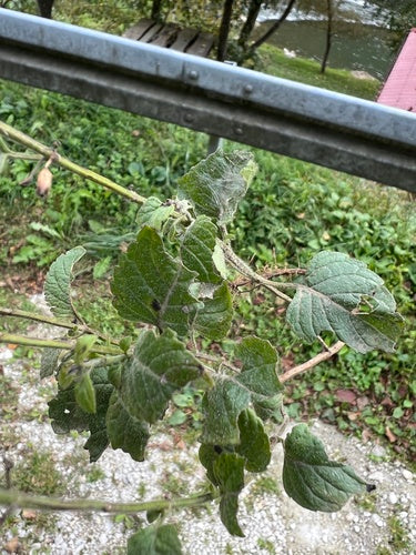 Menta di montagna — Bild 2