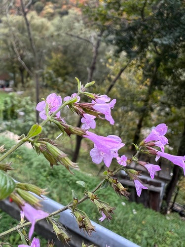Menta di montagna — Bild 1