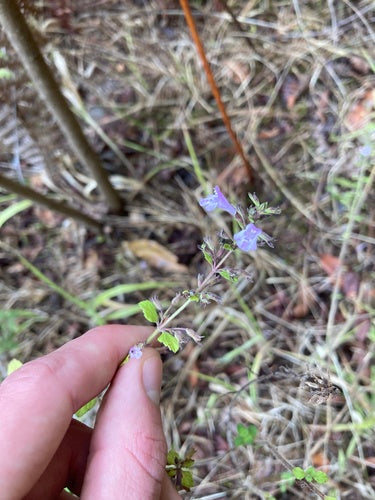 Menta di montagna — Bild 5