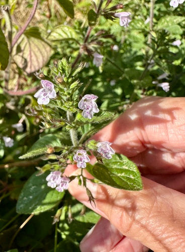 Menta di montagna — foto 4 di 50