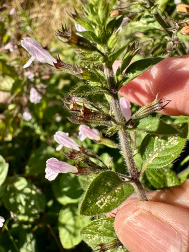 Menta di montagna — foto 3 di 50