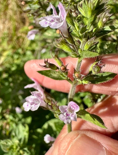 Menta di montagna — foto 2 di 50
