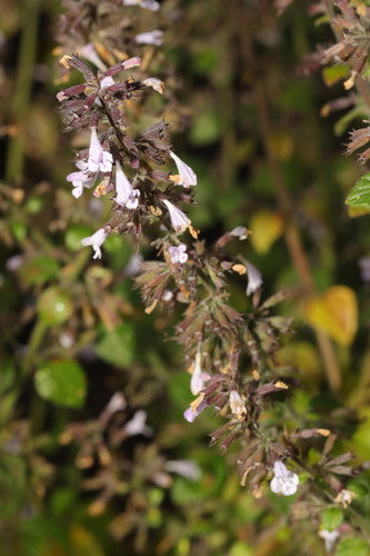 Menta di montagna — Bild 4