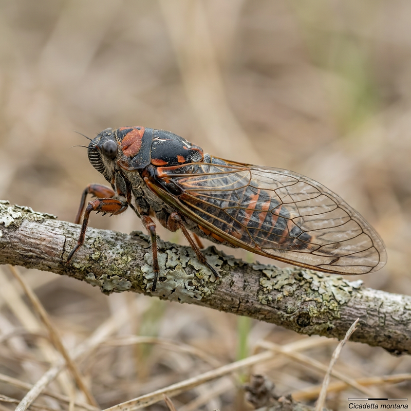 Cicala di montagna