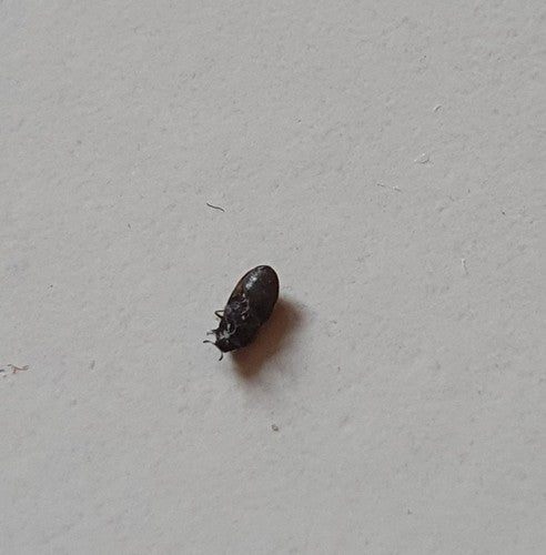 Scarabeo di Berlino — foto 5 di 21