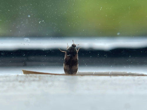 Scarabeo di Berlino — foto 3 di 21