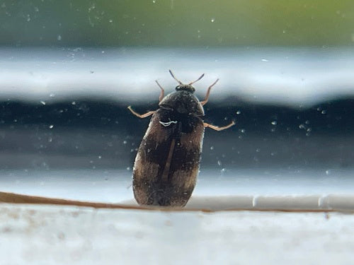 Scarabeo di Berlino — foto 4 di 21