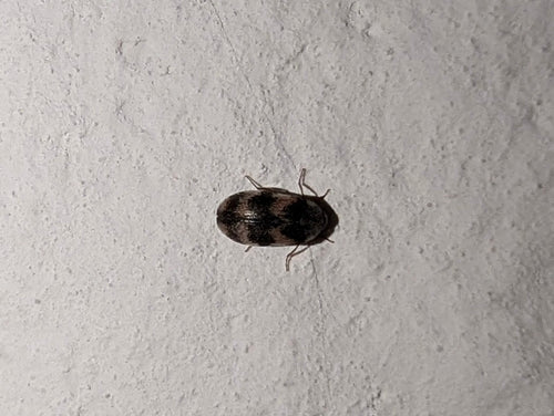 Berlinkäfer - Bild 4