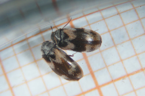 Berlinkäfer - Bild 5