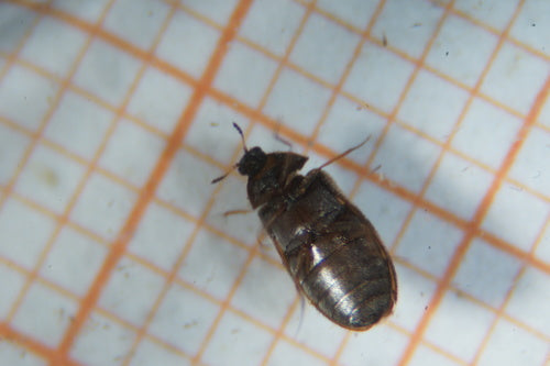 Scarabeo di Berlino — Bild 2