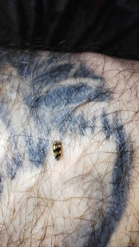 Scarabeo di Berlino — Bild 4