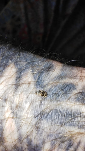 Scarabeo di Berlino — Bild 5
