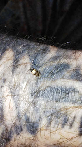Scarabeo di Berlino — Bild 3