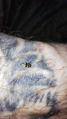 Scarabeo di Berlino — Bild 2