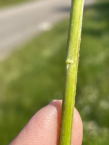 Abbastanza pulci — Bild 4