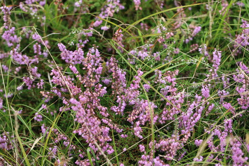 Erica di ginestra — Bild 5