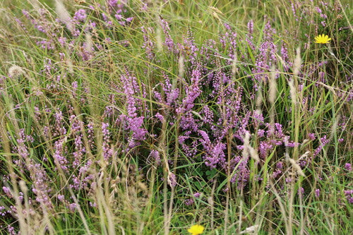 Erica di ginestra — Bild 4