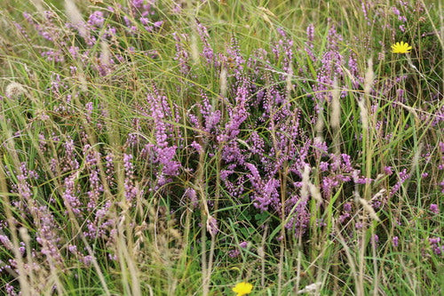 Erica di ginestra — Bild 3