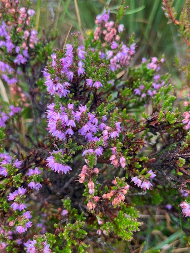Erica di ginestra — Bild 1