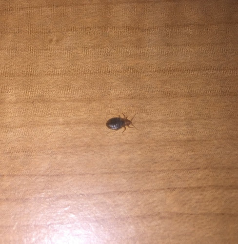 cimice del letto — Bild 4