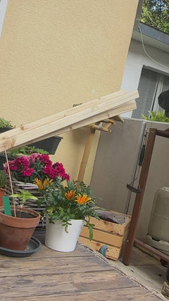 piccione di strada