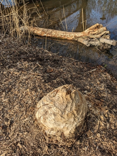 castoro — foto 5 di 50