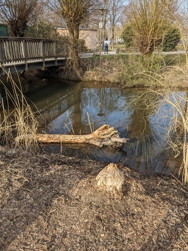 castoro — foto 4 di 50
