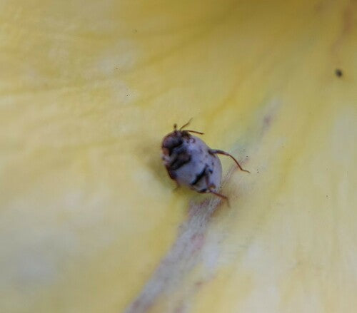 Coleotteri dei fiori di Beavernelle — Bild 5
