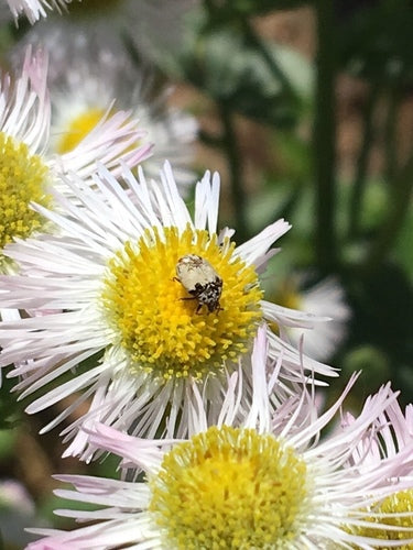 Coleotteri dei fiori di Beavernelle — Bild 4
