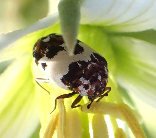 Coleotteri dei fiori di Beavernelle — foto 4 di 8