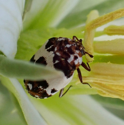 Coleotteri dei fiori di Beavernelle — foto 3 di 8
