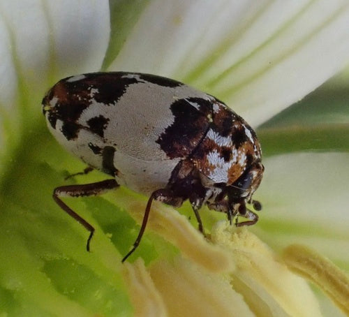 Coleotteri dei fiori di Beavernelle — Bild 2