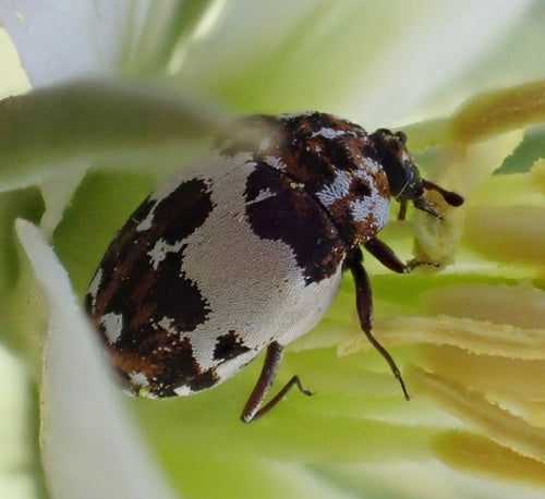 Coleotteri dei fiori di Beavernelle — Bild 1