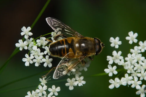 Hoverfly delle api — Bild 5